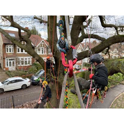 Liam McGough Tree Services